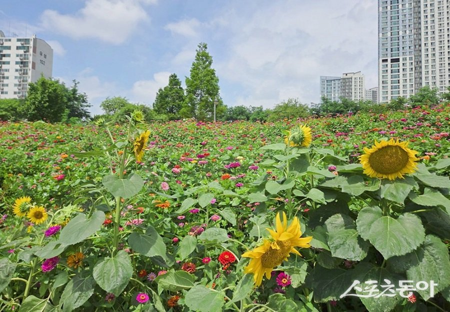인천 미추홀구, 용정공원 동산에 파종한 백일홍과 해바라기가 만개했다. 사진제공|인천 미추홀구청