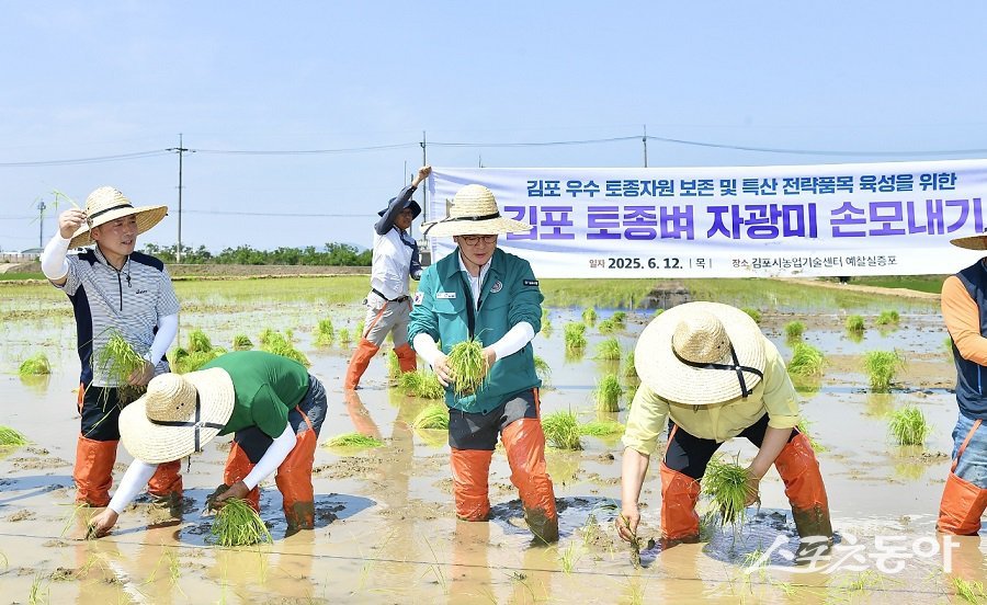 김포시, 토종벼 품종 ‘자광미’ 개발 및 브랜드마케팅을 위해 총력을 다하고 있다. 사진제공｜김포시청