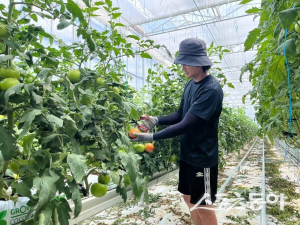 봉화군 청년농업인 경영실습 임대농장에서 재배한 토마토를 첫 수확하고 있다. 사진제공 ㅣ 봉화군