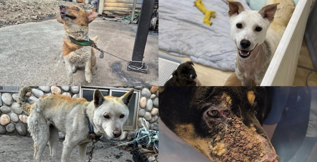 3월 경북 산불로 구조된 반려동물들. 왼쪽 첫 번째부터 시계 방향으로 누리, 금순이, 희망이, 대추.