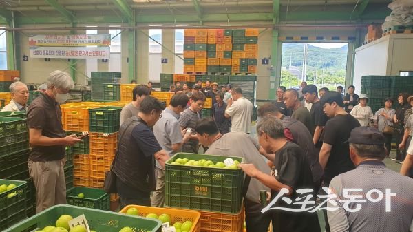 풍기농협 공판장에서 아오리 사과 경매가 진행되고 있는 모습. 사진제공ㅣ영주시