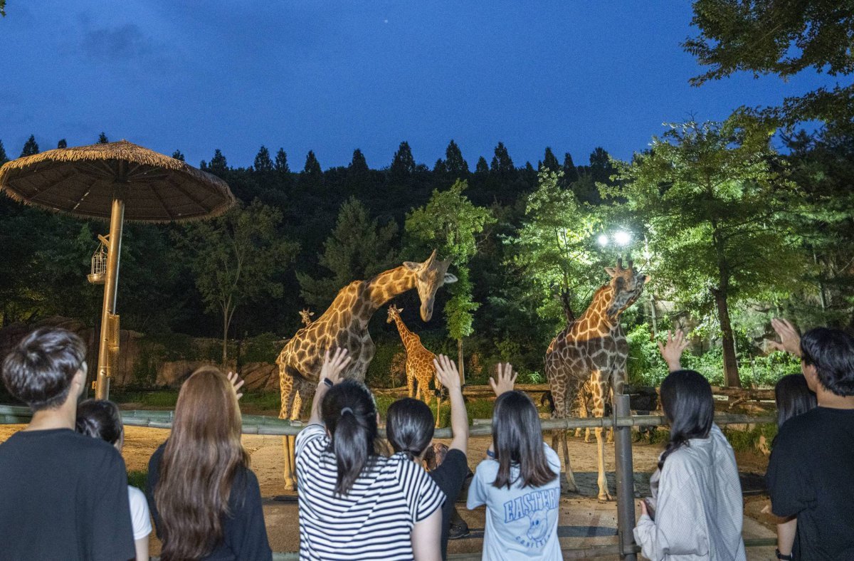 에버랜드 여름방학 동물 탐험 로스트밸리 썸머 선셋 어드벤처 (에버랜드 제공)