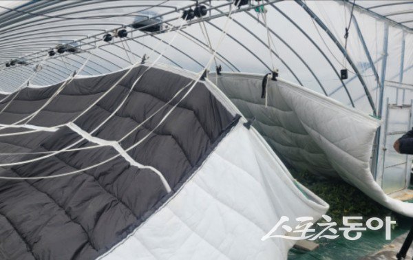 성주군 비닐하우스 현대화 모습. 사진제공ㅣ성주군