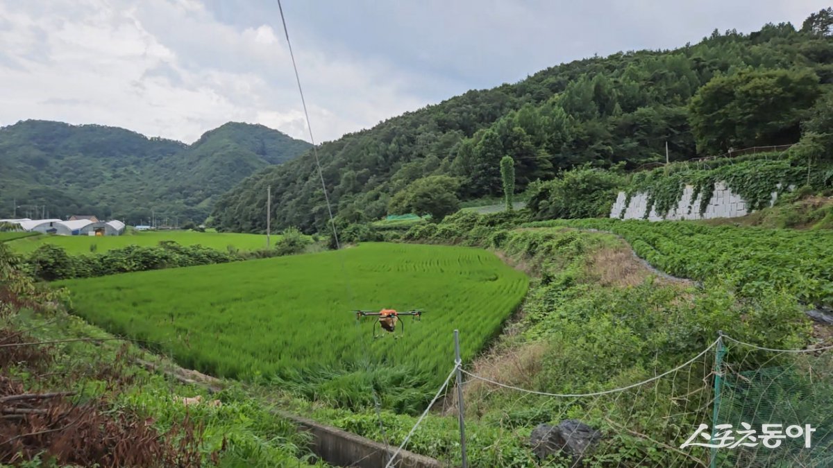 진안군이 최근 벼멸구 발생 우려에 대응해 오는 20일부터 26일까지 벼 병해충 1차 공동방제를 실시한다. 사진제공=진안군
