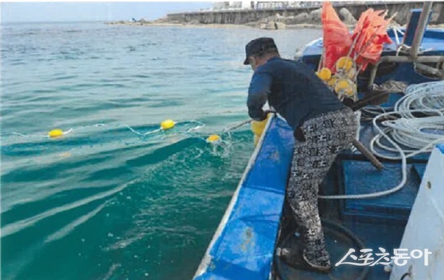 강원특별자치도(도지사 김진태)는 지난 21일 해수 온도 상승으로 인해 해파리와 상어 등 유해 생물의 해수욕장 출현이 증가함에 따라, 도내 주요 해수욕장을 대상으로 유해생물 방지망 설치 사업을 본격 추진한다. 사진제공｜강원도