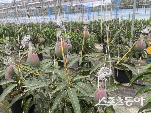 봉화군이 봉성면 소재 애플망고 재배 농가에서 첫 수확을 알렸다. 사진제공 ㅣ 봉화군