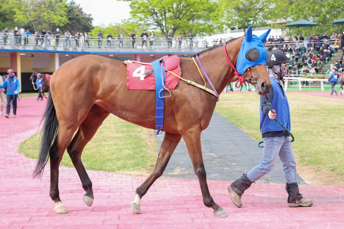 크라운함성. 사진제공  |   한국마사회