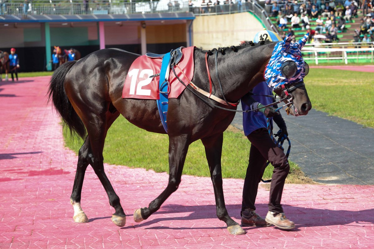블랙머스크. 사진제공   |  한국마사회