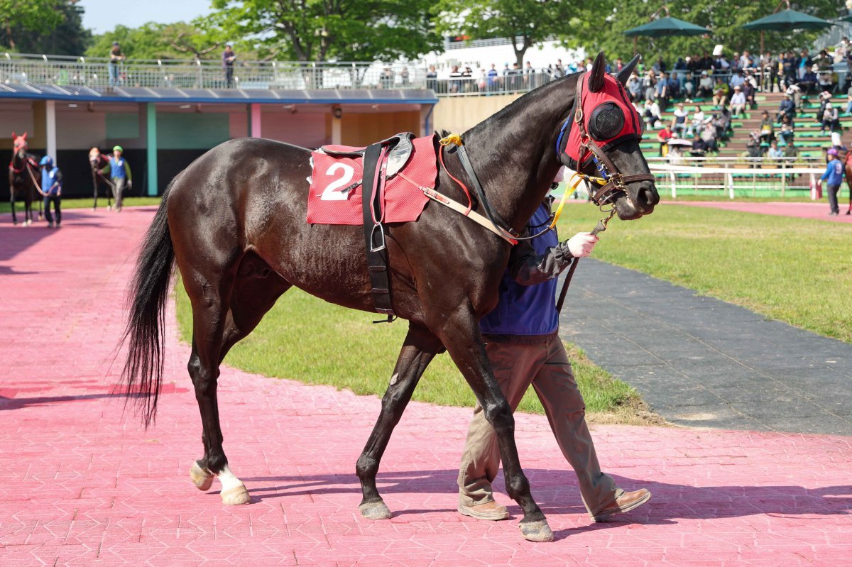 슈퍼피니시. 사진제공  |  한국마사회