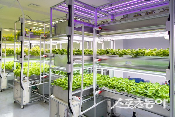 울릉군이 본격적으로 시범 운영하고 있는 울릉군 수직형 스마트팜 모습. 사진제공 ㅣ 울릉군