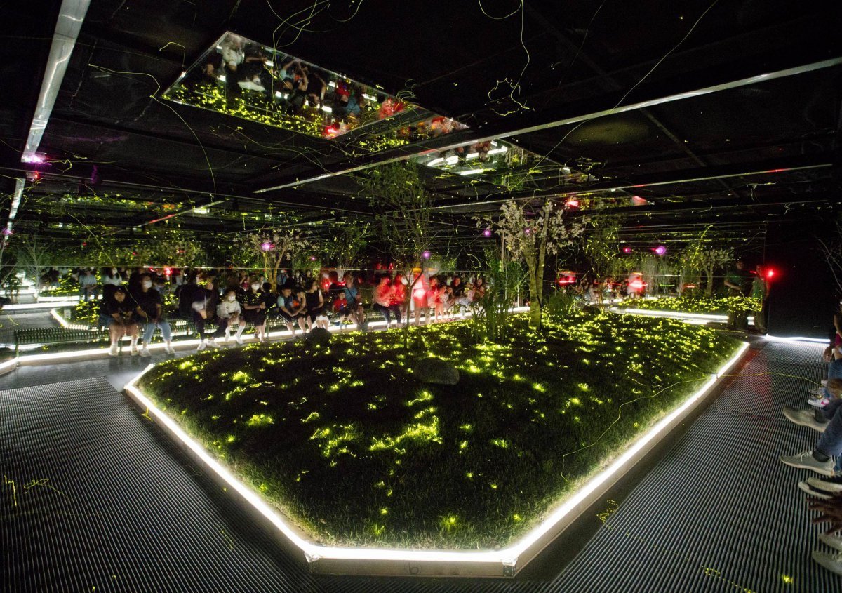 에버랜드 한여름 밤의 반딧불이 체험