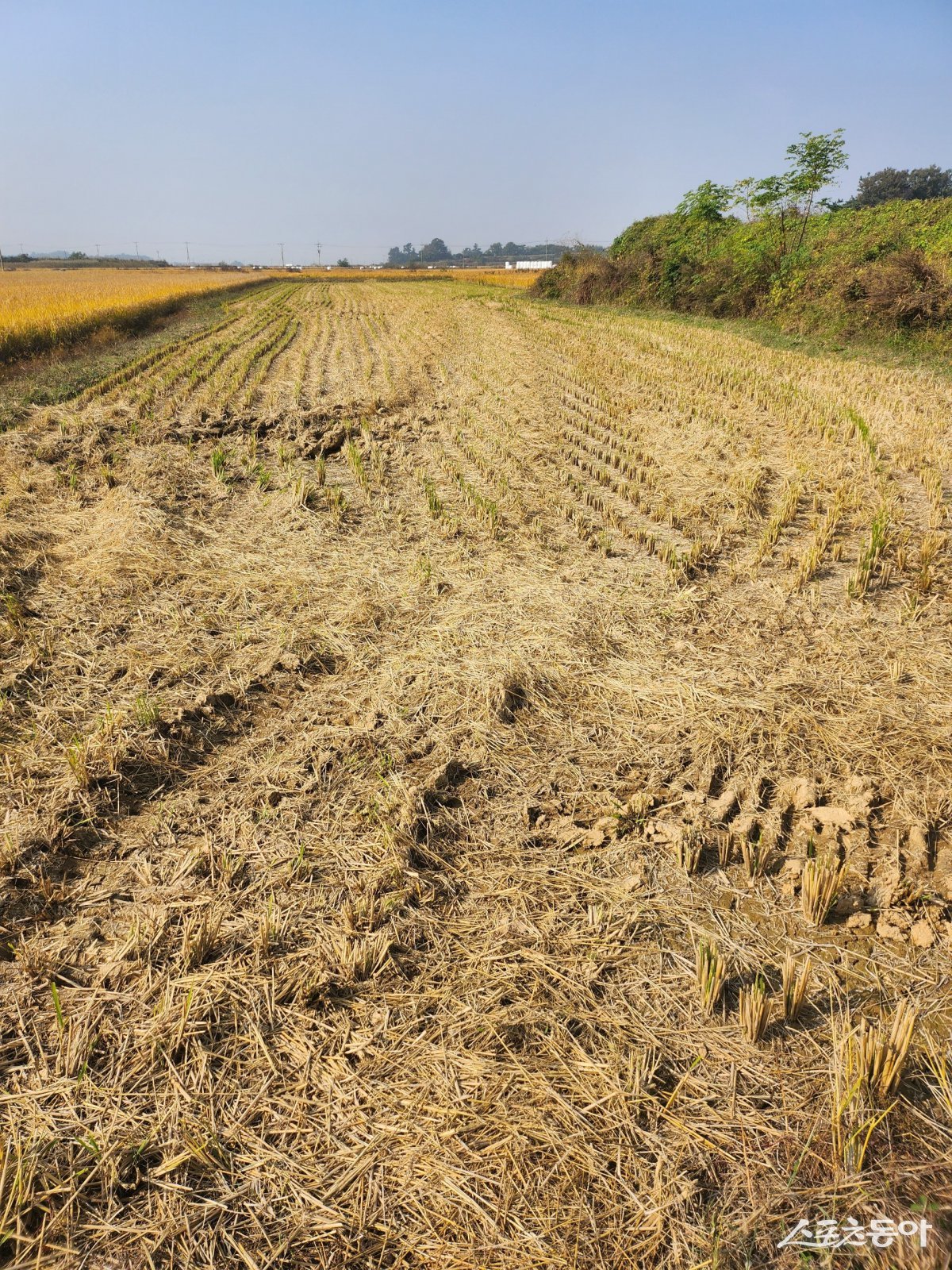 벼 수확 후 가을갈이 전. 사진제공=전남도