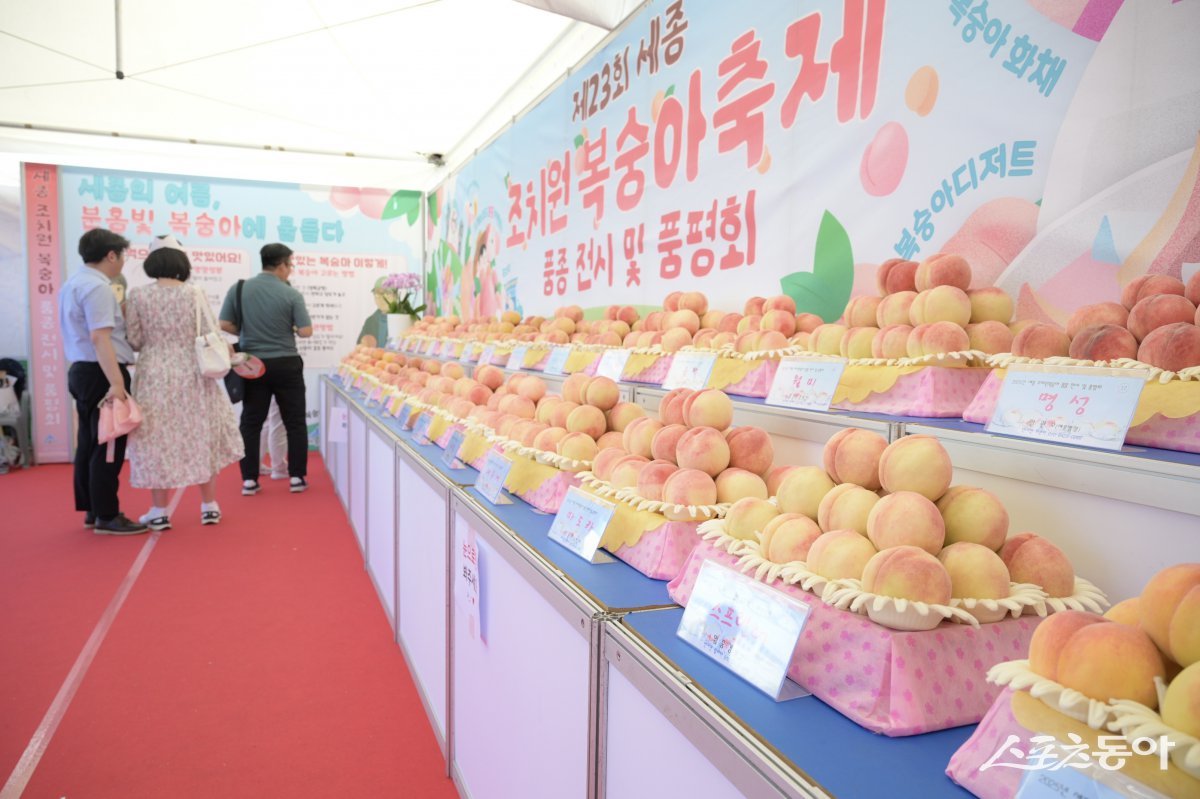 117년 전통의 조치원복숭아를 주제로 도시와 농촌이 소통하는 세종시 대표 여름축제 ‘제23회 세종 조치원복숭아 축제’가 성황리에 막을 내렸다. 사진제공｜세종시