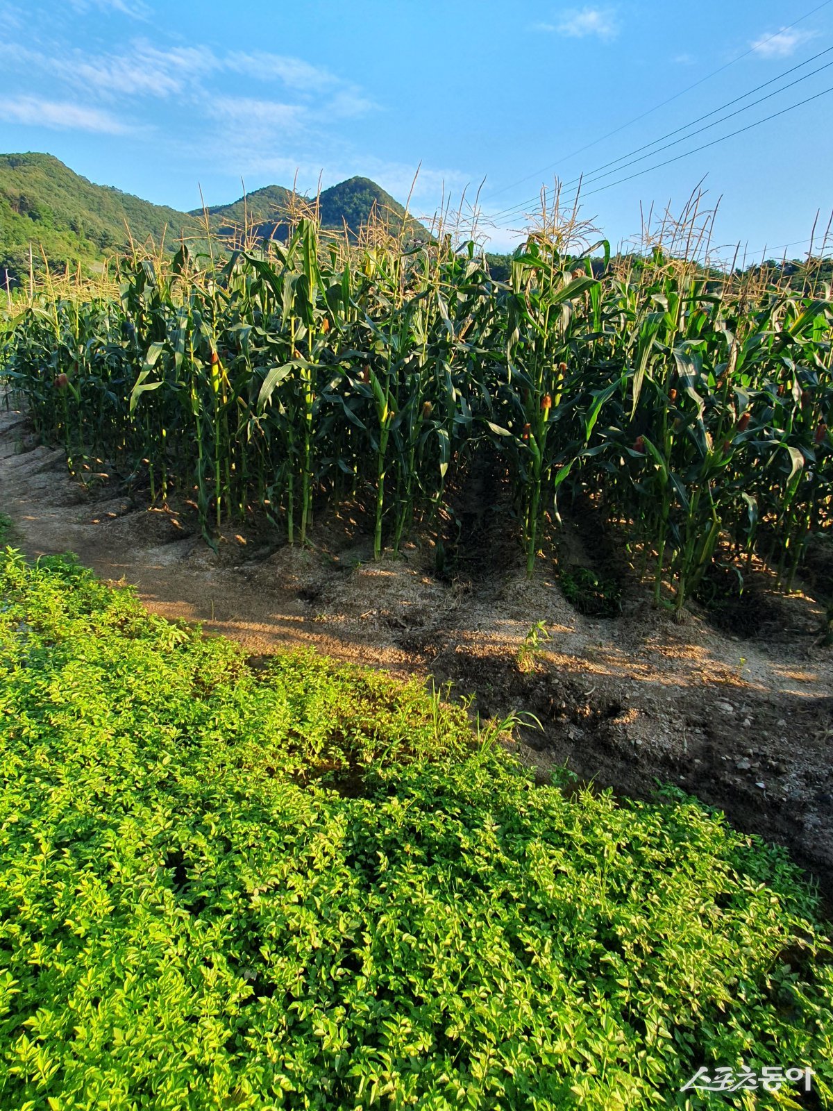 옥수수와 미나리밭.  사진제공ㅣ김진희 농가 