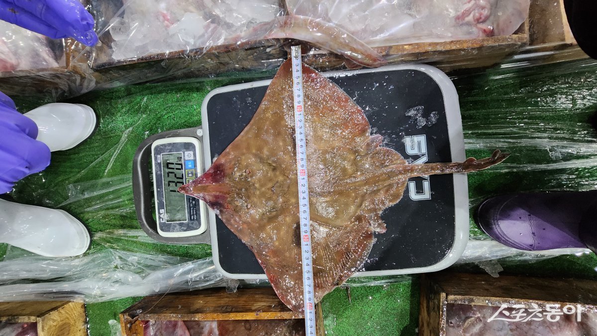 TAC - 참홍어 TAC 대상종 계측장면. 사진제공=전남도