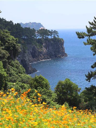 JW 가든 코스모스