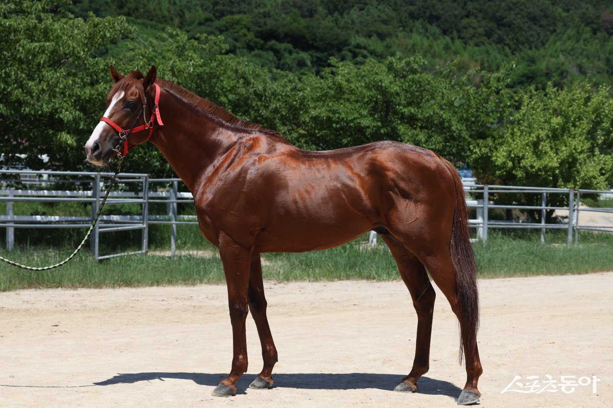 디스파이트윈. 사진제공 | 한국마사회