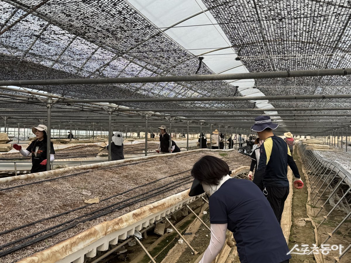 충청남도 보건복지국이 최근 집중호우로 큰 피해를 입은 예산군 삽교읍 성리 일대 농가를 찾아 복구 활동에 힘을 보탰다. 사진제공｜충남도