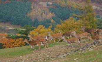 강원 태백 주식회사 꿈꾸는 목장