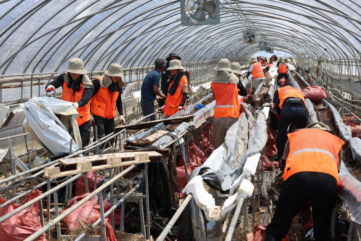 국민체육진흥공단 봉사단원들이 딸기재배 비닐하우스에서 수해 피해복구를 위해 일손을 돕고 있다.