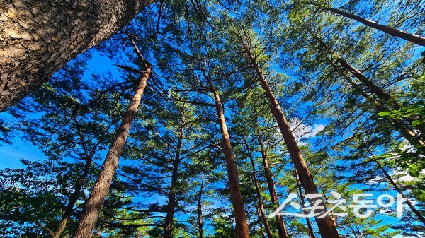 금강소나무숲길은 수백 년 보존된 원시림급 금강송 군락지 속을 걷는 특별한 힐링 코스다. 사진제공 ㅣ 울진군