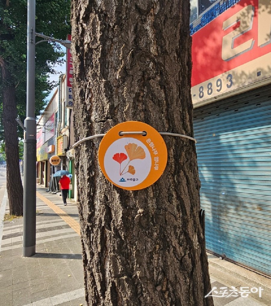 인천 미추홀구, 은행나무 암나무에 내구성 강한 식별 표찰를 설치했다. 사진제공|인천 미추홀구청