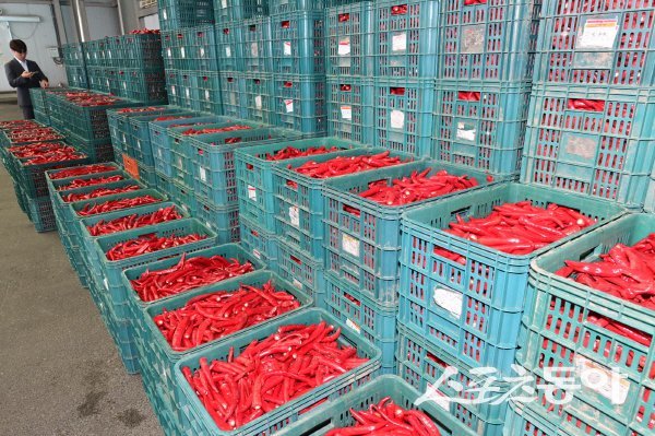 봉화군의 대표 농산물인 홍고추가 본격 출하되고 있다. 사진제공 ㅣ 봉화군