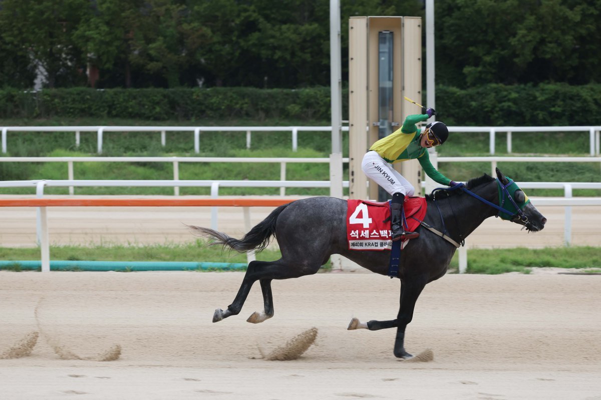 제40회 KRA컵 클래식에서 우승한 석세스백파와 진겸 기수. 사진제공 | 한국마사회