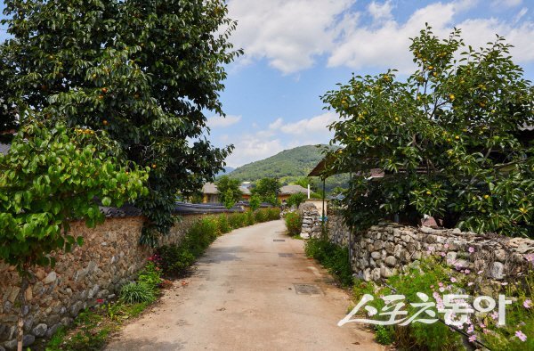 예천군 용문면 금당실 전통마을에서 송림을 즐기며 전통문화를 체험할 수 있다. 사진제공 ㅣ 예천군