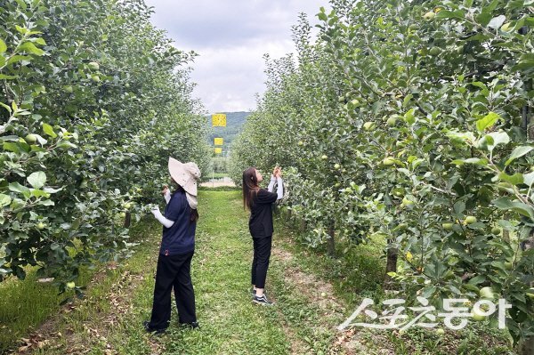 청송군이 급변하는 기후로 인해 폭염과 국지성 호우 등 기상재해가 빈번하게 발생함에 따라 여름철 농작물 피해를 최소화하기 위해 현장기술지원단을 운영하고 있다. 사진제공 ㅣ 청송군