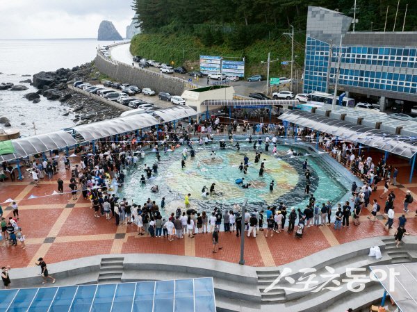제23회 울릉도 오징어축제 ‘오징어 맨손잡기 체험’이 진행되고 있다. 사진제공 ㅣ 울릉군