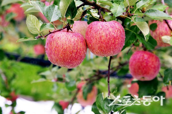 전국 소비자들에게 가장 사랑받는 농산물로 선정된 ‘청송사과’. 사진제공 ㅣ 청송군