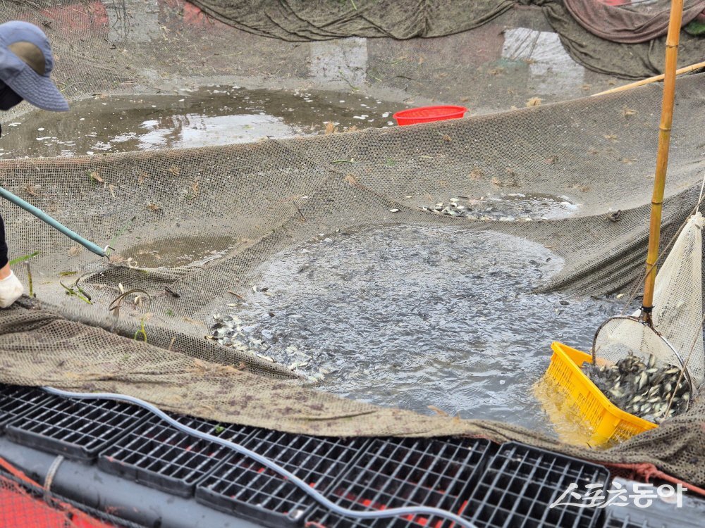 고흥군이 11일 오전 도양읍 해역에서 양식어류(조피볼락) 40만 마리를 긴급 방류하고 있다. 사진제공=고흥군