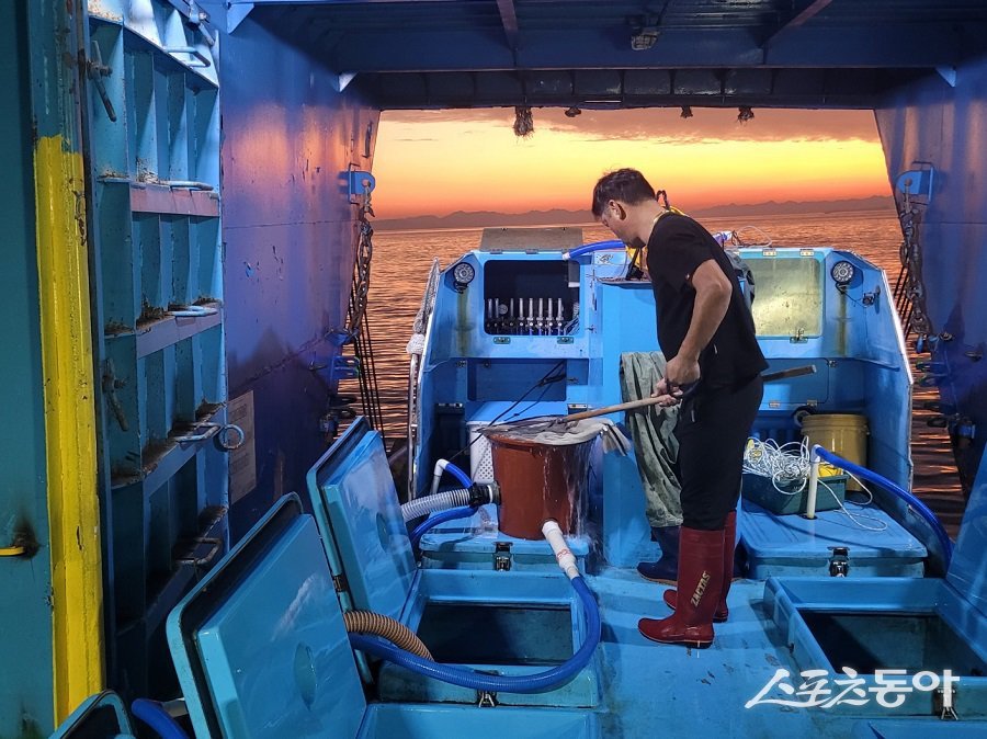 옹진군, 조피볼락 종자 백령·대청 연안해역에 방류했다. 사진제공|옹진군청