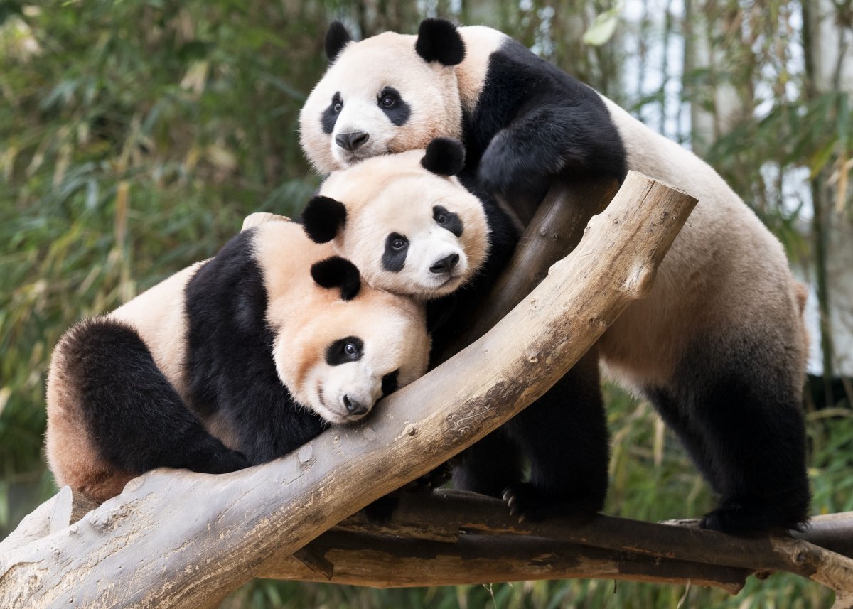 루이바오(좌), 후이바오(가운데), 아이바오(우)   에버랜드 제공