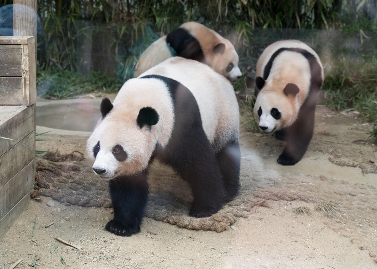 아이바오(앞), 후이바오(우), 루이바오(맨뒤)