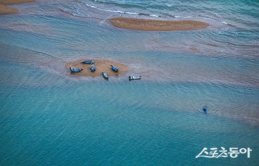 천연기념물 제331호이자 멸종위기 야생생물 Ⅰ급인 ‘점박이물범’이 올해도 충남 서산·태안 가로림만을 찾았다(모니터링 자료). 사진제공｜충남도