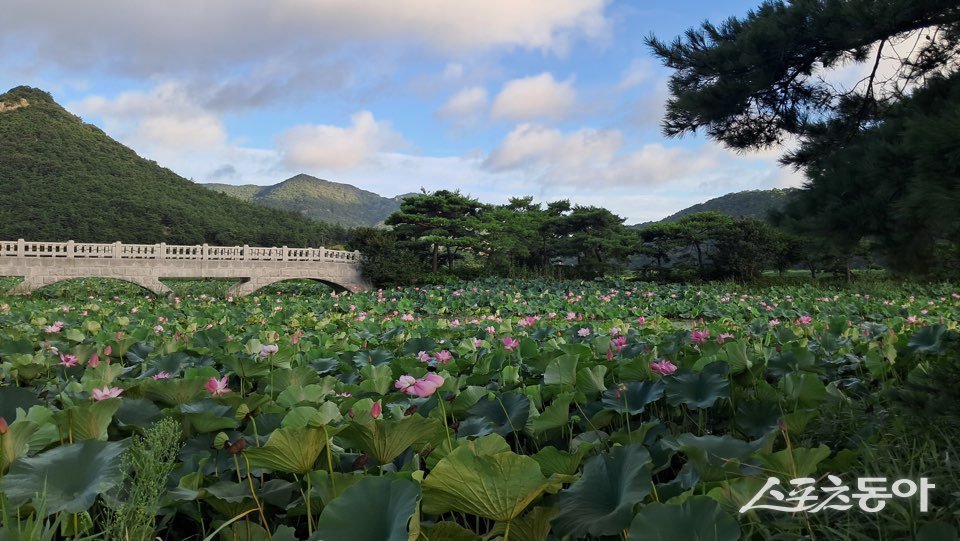 영광군 백수읍 보은강연꽃방죽, 사진제공=영광군