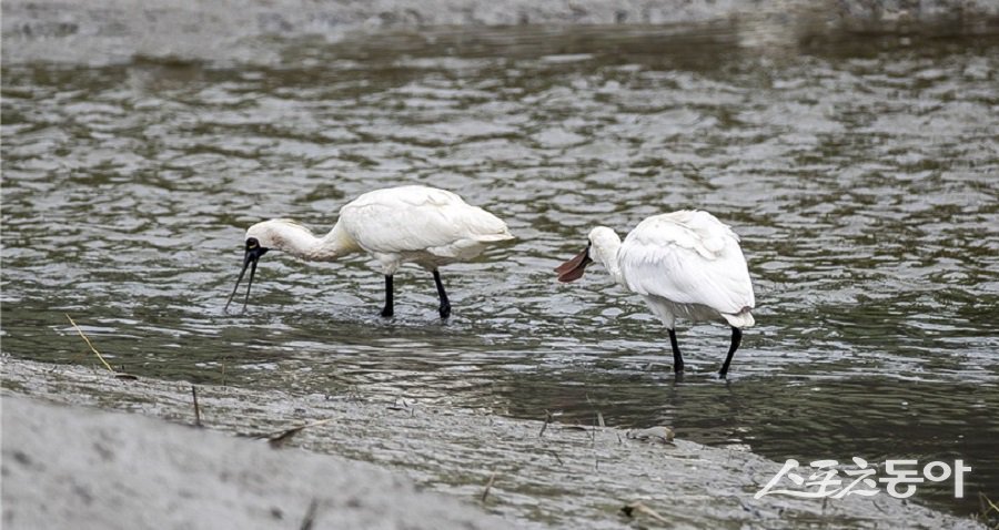 인천시가 수도권 서해안의 마지막 대규모 갯벌이자 천일염 문화의 시작지인 소래습지생태공원 일원을 국가도시공원으로 지정하기 위한 절차에 속도를 내고 있다(소래습지 생태공원 저어새). 사진제공|인천시