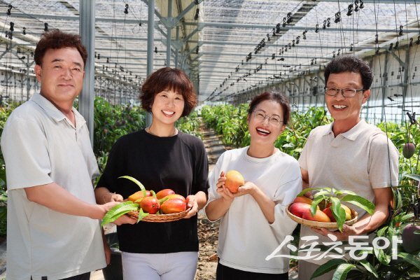 청도군이 새로운 농특산물 브랜드로 ‘청도 애플망고’를 선보이고 있다. 사진제공 ㅣ 청도군