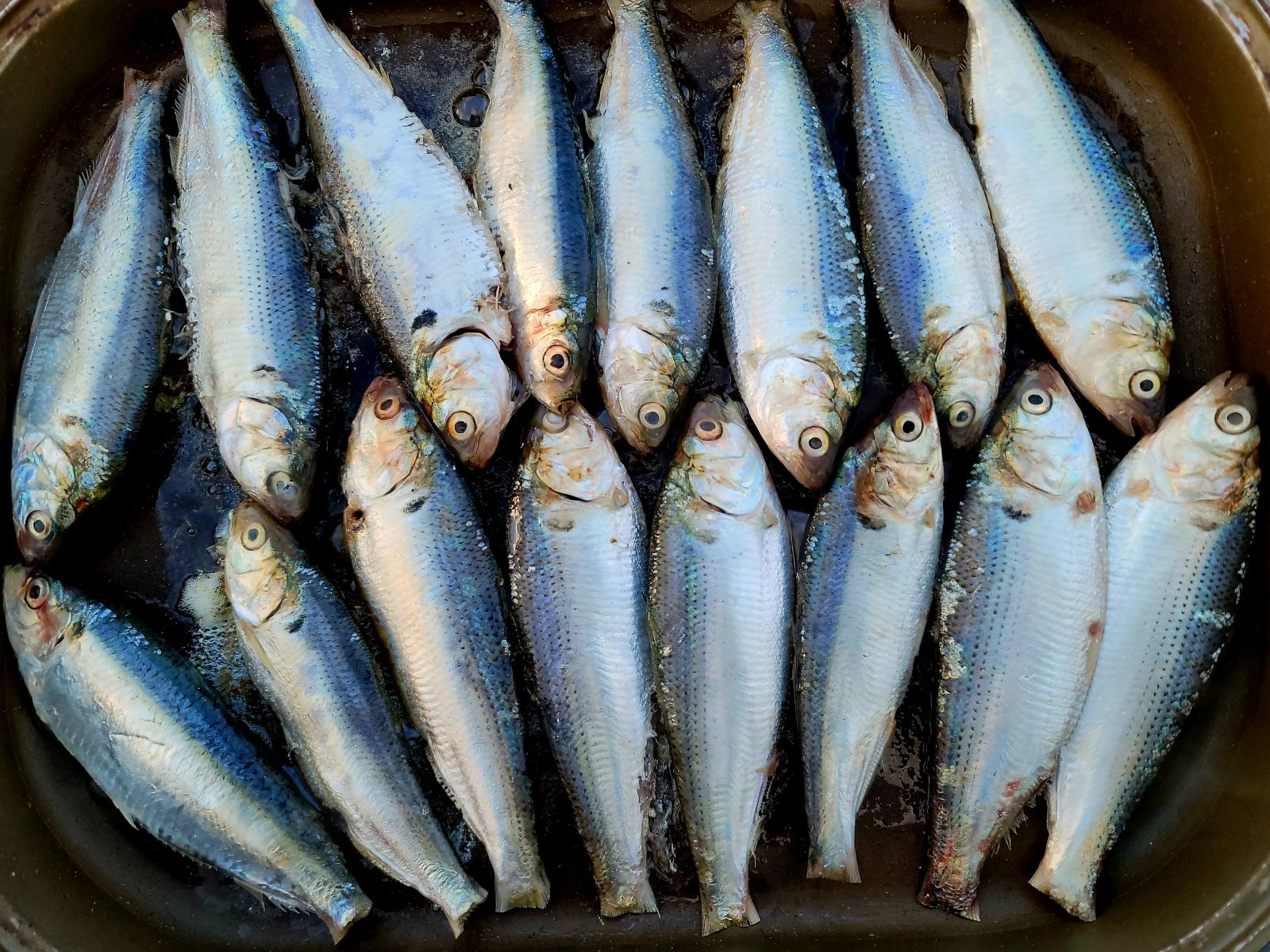 1980년대만 해도 남쪽 지역에선 덤으로 얹어주는 값싼 생선이었지만, 지금은 계절의 별미로 대접받고 있는 전어. 양형모 기자