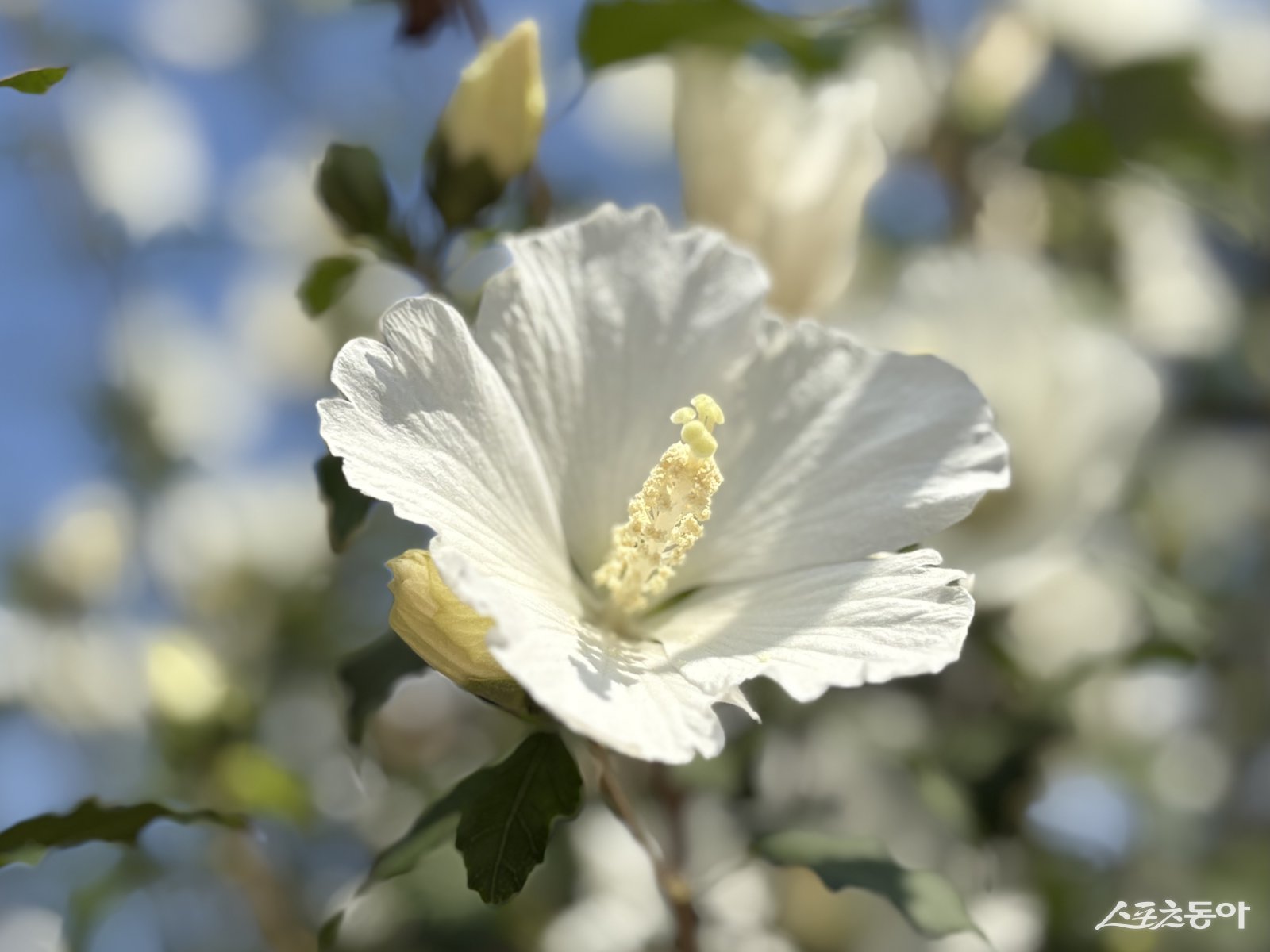 대전시 한밭수목원이 지난 18일 ‘2025년 무궁화 우수 분화 품평회’에서 단체 부문 은상(행정안전부장관상)을 수상했다(배달계 품종). 사진제공|대전시