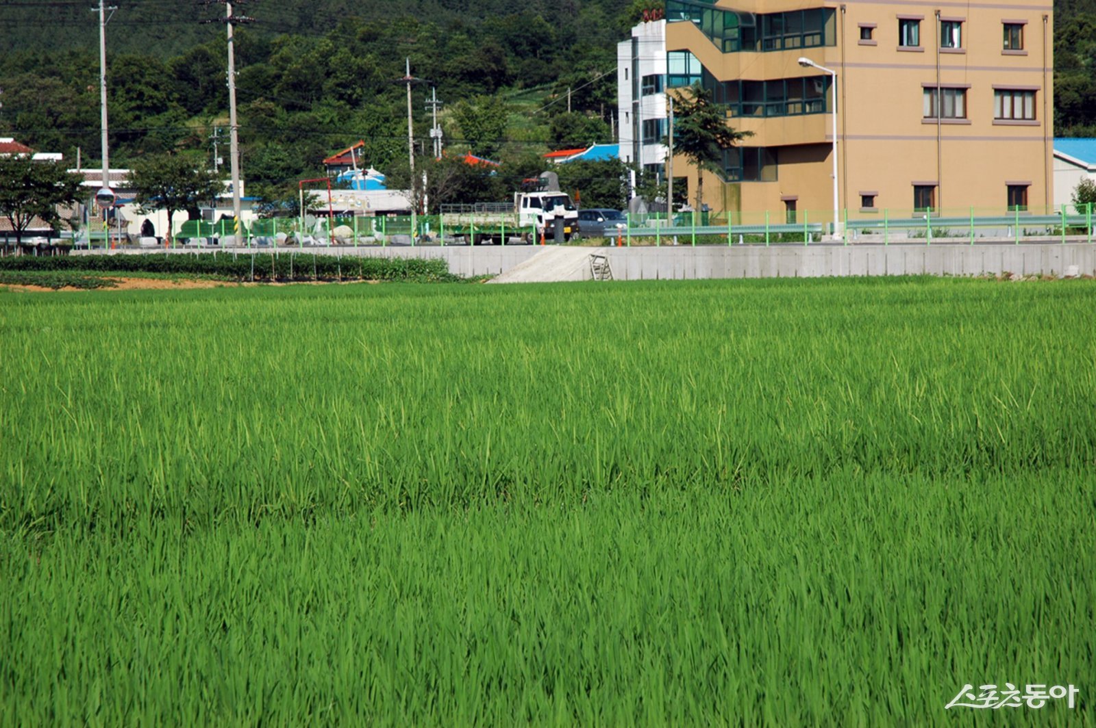 충남도 농업기술원은 지난 19일 내년 벼 키다리병 피해를 줄이려면 올해 출수기부터 철저한 방제를 실천해야 한다고 농가에 안내했다. 사진제공|충남도