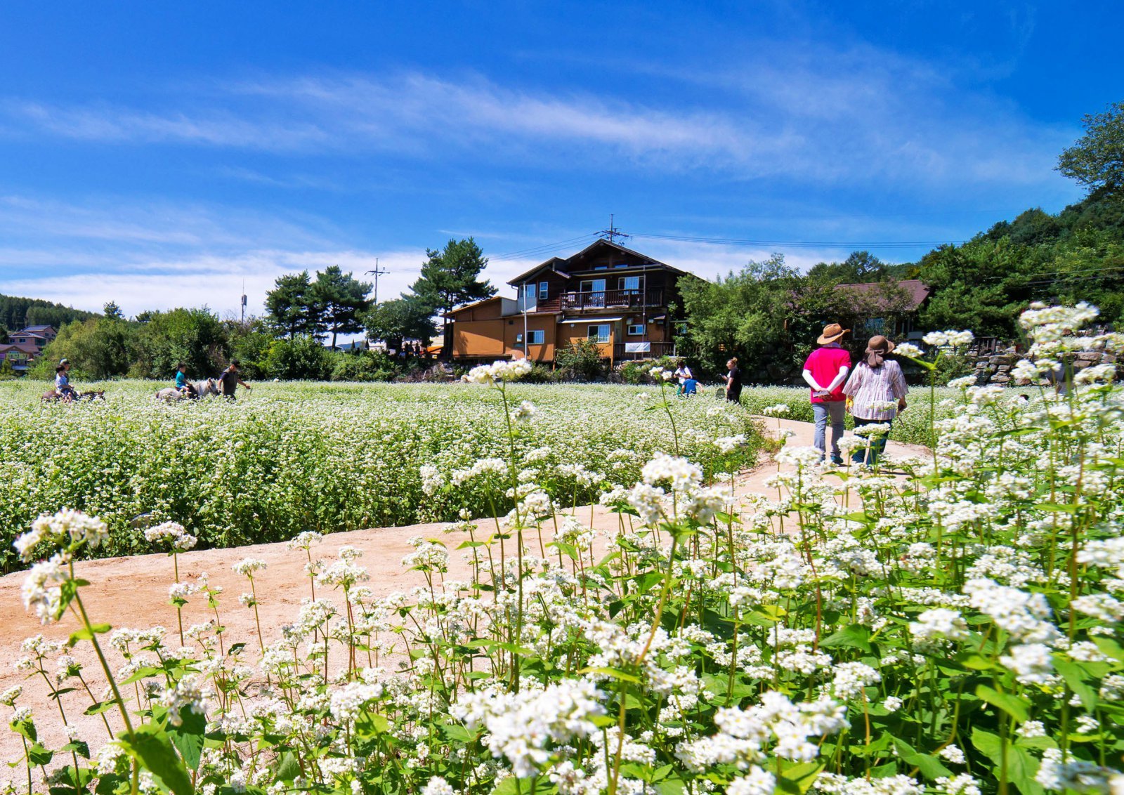 평창 효석문화제(메밀꽃 축제) 전경 .   평창군 제공