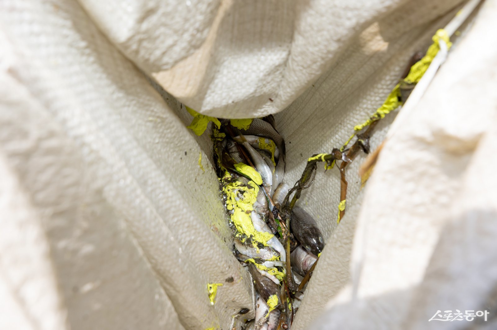 폐사한 어류에 오염물질이 묻어 있다. 사진제공｜수원시