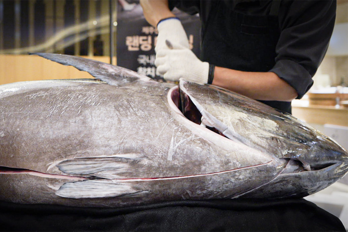 제주신화월드 랜딩 다이닝 참치 해체쇼