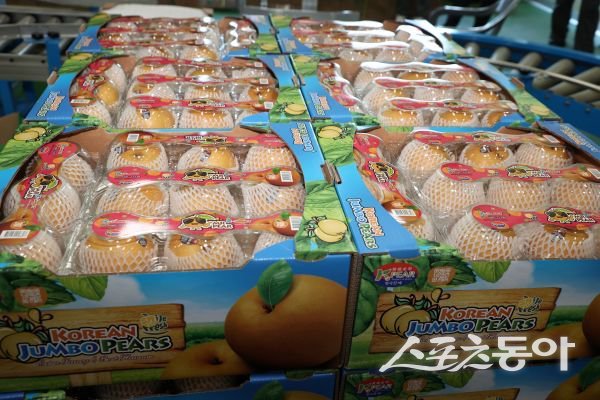 미국으로 수출되는 상주 배. 사진제공ㅣ상주시