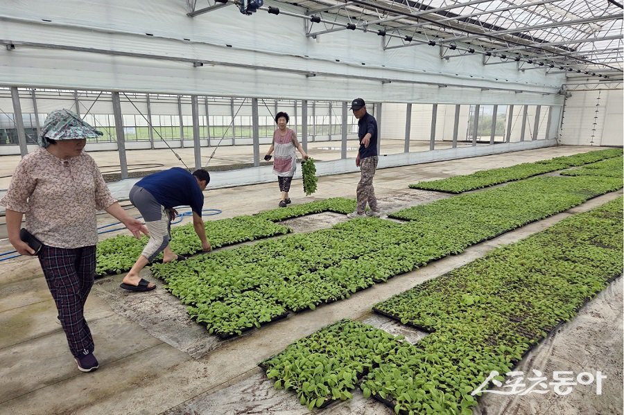 옹진군, 백령면 공정육묘장 김장배추 우량묘 공급한다. 사진제공|옹진군청