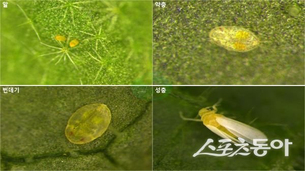 확대한 담배가루이 모습. 사진제공ㅣ상주시