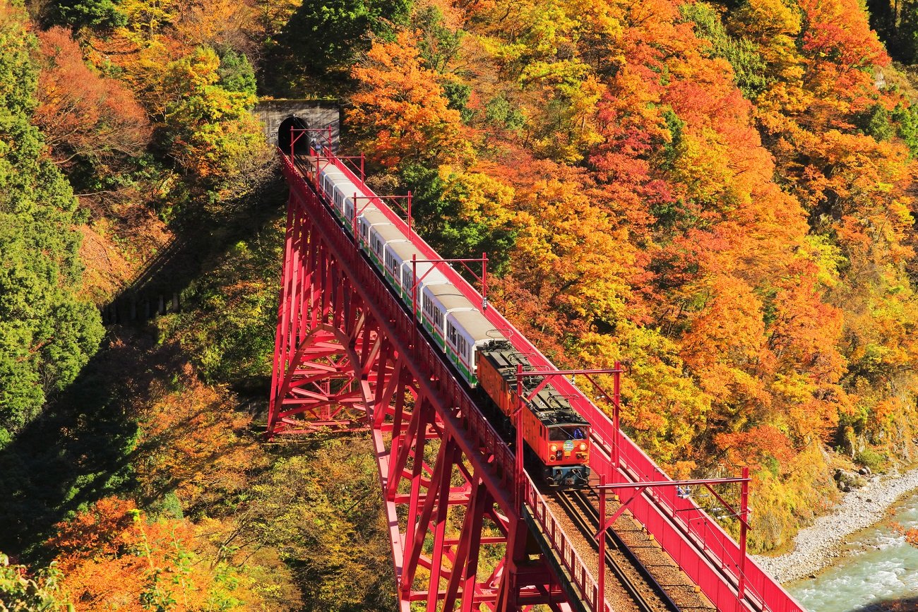 붉은 철교를 건너는 쿠로베 협곡 토롯코 열차. ‘단풍 터널’ 속을 달리는 듯한 경험은 일본 가을 여행의 백미로 꼽힌다. 사진제공 | 롯데관광개발